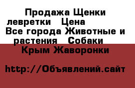 Продажа Щенки левретки › Цена ­ 40 000 - Все города Животные и растения » Собаки   . Крым,Жаворонки